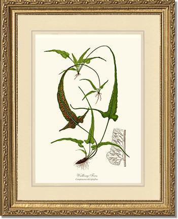 Walking Fern Botanical Wall Art Print-Charting Nature