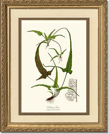Walking Fern Botanical Wall Art Print-Charting Nature