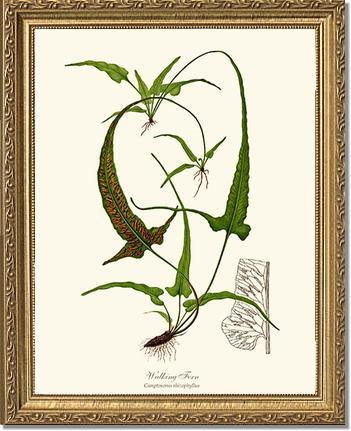 Walking Fern Botanical Wall Art Print-Charting Nature