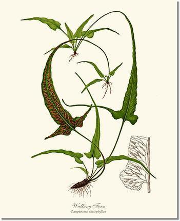 Walking Fern Botanical Wall Art Print-Charting Nature