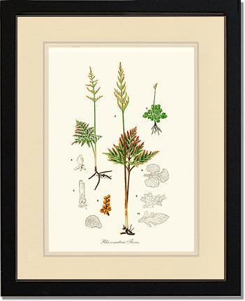 Rhizomatous Ferns Botanical Wall Art Print-Charting Nature