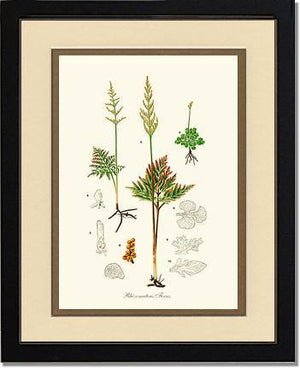 Rhizomatous Ferns Botanical Wall Art Print-Charting Nature