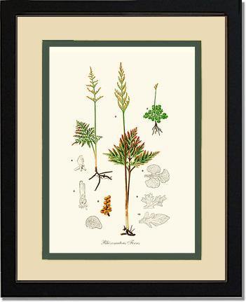 Rhizomatous Ferns Botanical Wall Art Print-Charting Nature