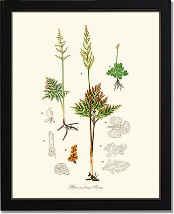 Rhizomatous Ferns Botanical Wall Art Print-Charting Nature