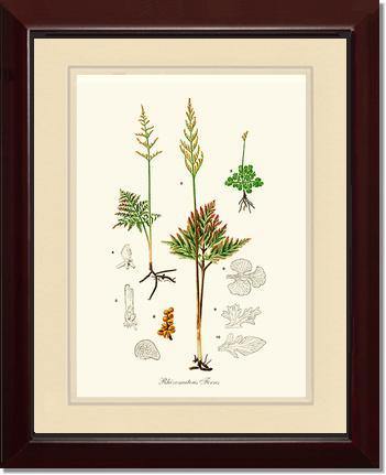 Rhizomatous Ferns Botanical Wall Art Print-Charting Nature