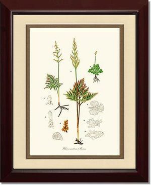 Rhizomatous Ferns Botanical Wall Art Print-Charting Nature