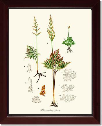 Rhizomatous Ferns Botanical Wall Art Print-Charting Nature