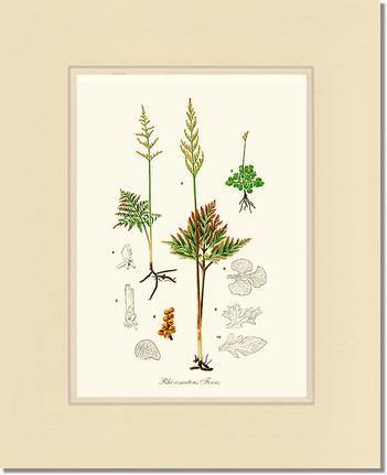 Rhizomatous Ferns Botanical Wall Art Print-Charting Nature