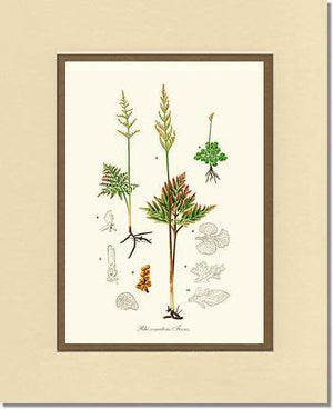 Rhizomatous Ferns Botanical Wall Art Print-Charting Nature
