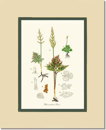Rhizomatous Ferns Botanical Wall Art Print-Charting Nature
