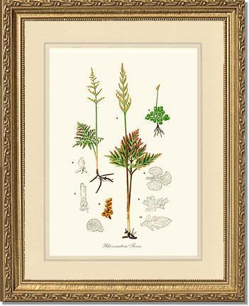 Rhizomatous Ferns Botanical Wall Art Print-Charting Nature