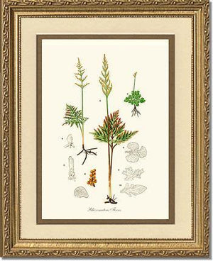 Rhizomatous Ferns Botanical Wall Art Print-Charting Nature