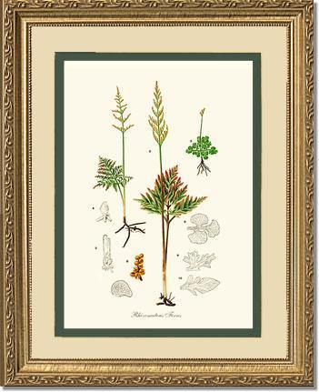 Rhizomatous Ferns Botanical Wall Art Print-Charting Nature