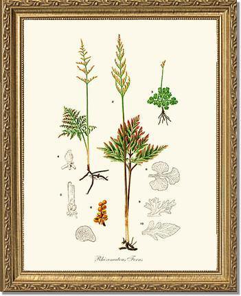 Rhizomatous Ferns Botanical Wall Art Print-Charting Nature