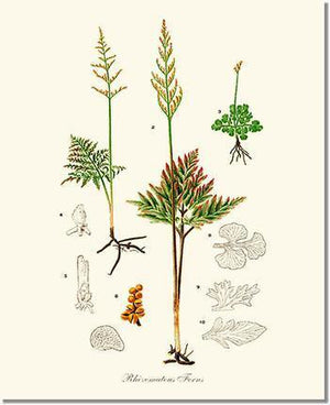 Rhizomatous Ferns Botanical Wall Art Print-Charting Nature