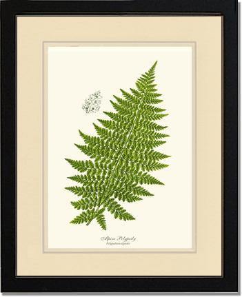 Alpine Fern Botanical Wall Art Print-Charting Nature
