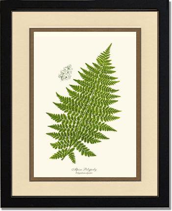 Alpine Fern Botanical Wall Art Print-Charting Nature