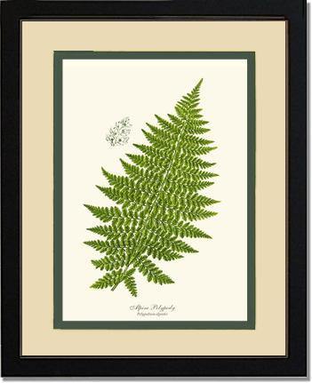 Alpine Fern Botanical Wall Art Print-Charting Nature