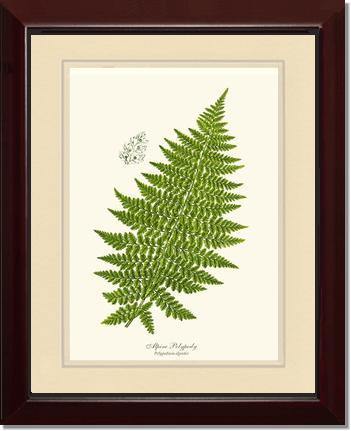 Alpine Fern Botanical Wall Art Print-Charting Nature