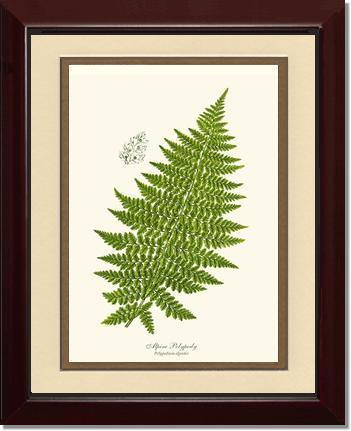 Alpine Fern Botanical Wall Art Print-Charting Nature
