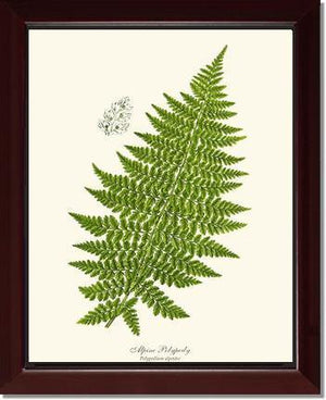 Alpine Fern Botanical Wall Art Print-Charting Nature