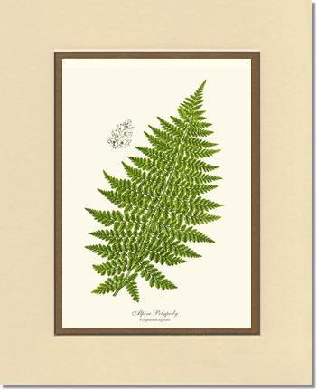 Alpine Fern Botanical Wall Art Print-Charting Nature