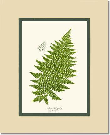 Alpine Fern Botanical Wall Art Print-Charting Nature