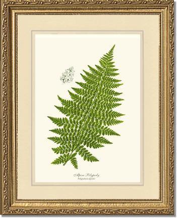 Alpine Fern Botanical Wall Art Print-Charting Nature
