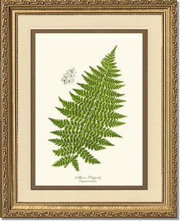 Alpine Fern Botanical Wall Art Print-Charting Nature