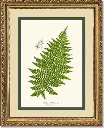 Alpine Fern Botanical Wall Art Print-Charting Nature