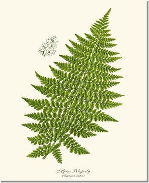 Alpine Fern Botanical Wall Art Print-Charting Nature