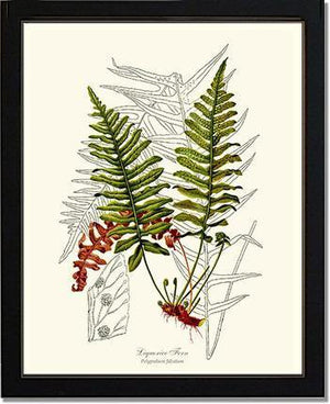 Liquorice Fern Botanical Wall Art Print-Charting Nature