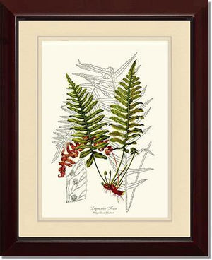 Liquorice Fern Botanical Wall Art Print-Charting Nature