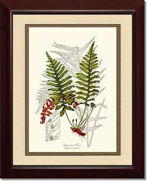 Liquorice Fern Botanical Wall Art Print-Charting Nature