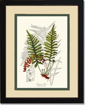 Liquorice Fern Botanical Wall Art Print-Charting Nature