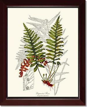 Liquorice Fern Botanical Wall Art Print-Charting Nature