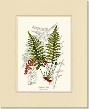 Liquorice Fern Botanical Wall Art Print-Charting Nature