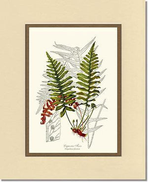 Liquorice Fern Botanical Wall Art Print-Charting Nature