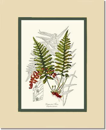 Liquorice Fern Botanical Wall Art Print-Charting Nature