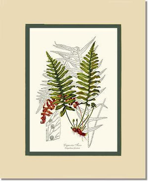 Liquorice Fern Botanical Wall Art Print-Charting Nature