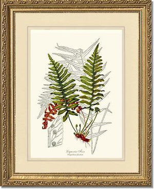 Liquorice Fern Botanical Wall Art Print-Charting Nature