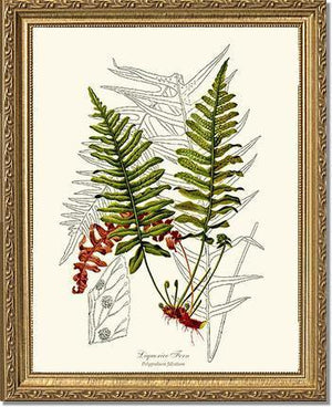 Liquorice Fern Botanical Wall Art Print-Charting Nature