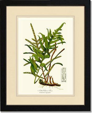 Netted Chain Fern Botanical Wall Art Print-Charting Nature