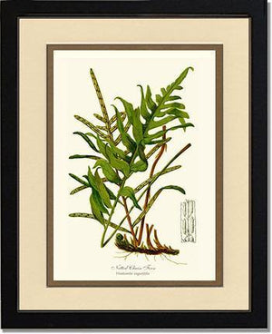 Netted Chain Fern Botanical Wall Art Print-Charting Nature