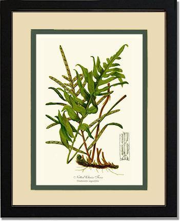 Netted Chain Fern Botanical Wall Art Print-Charting Nature