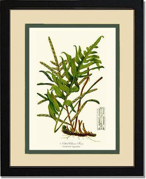 Netted Chain Fern Botanical Wall Art Print-Charting Nature