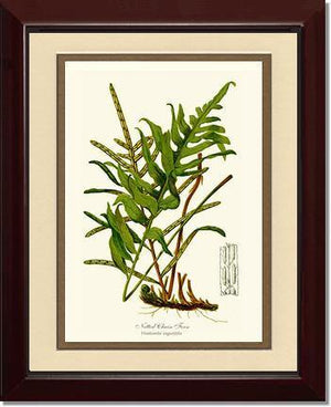 Netted Chain Fern Botanical Wall Art Print-Charting Nature