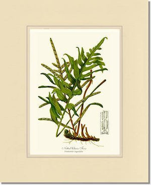 Netted Chain Fern Botanical Wall Art Print-Charting Nature