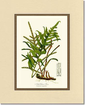 Netted Chain Fern Botanical Wall Art Print-Charting Nature