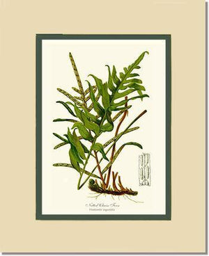 Netted Chain Fern Botanical Wall Art Print-Charting Nature